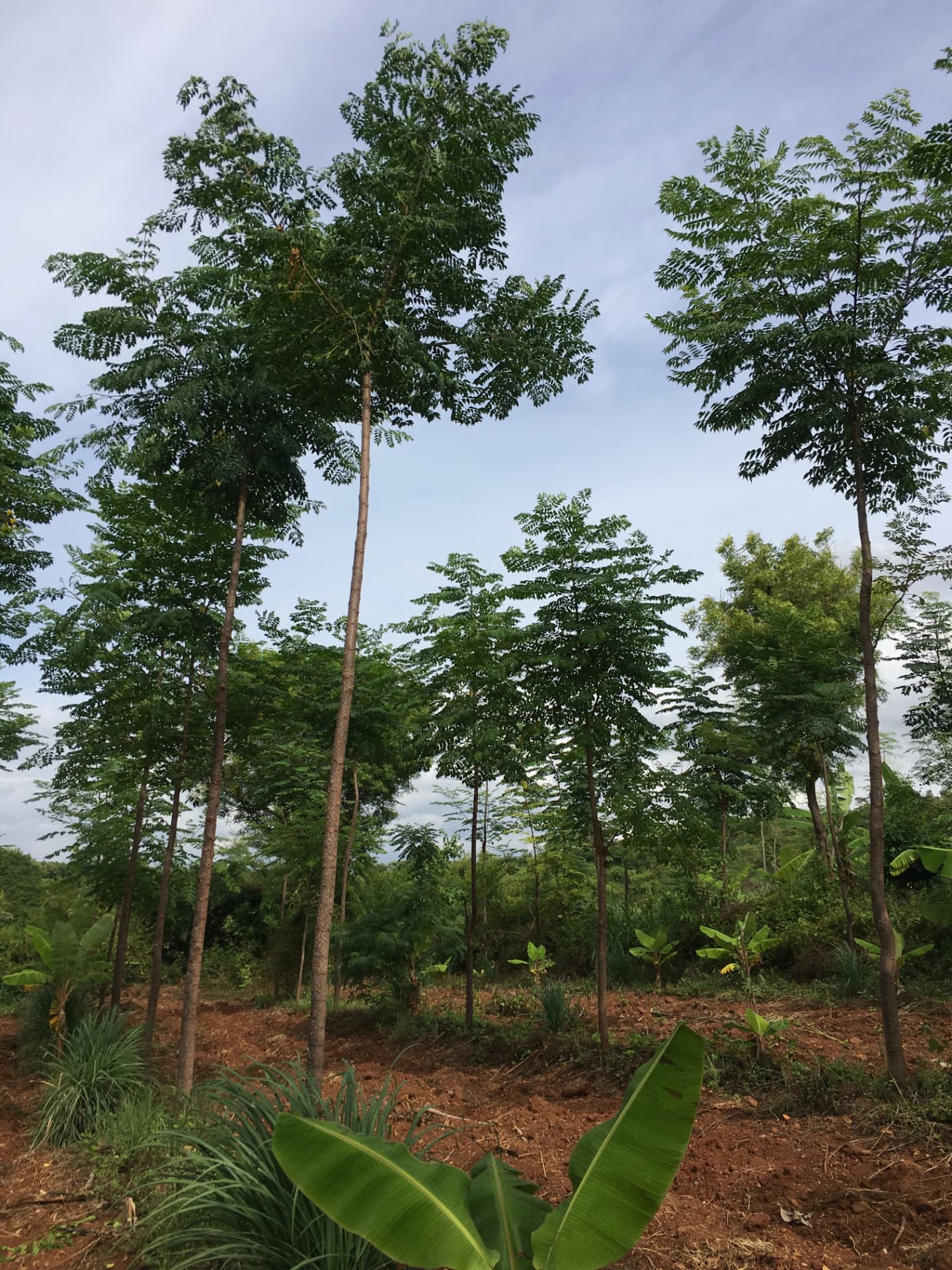 Tall young timber trees growing in rows above red soil