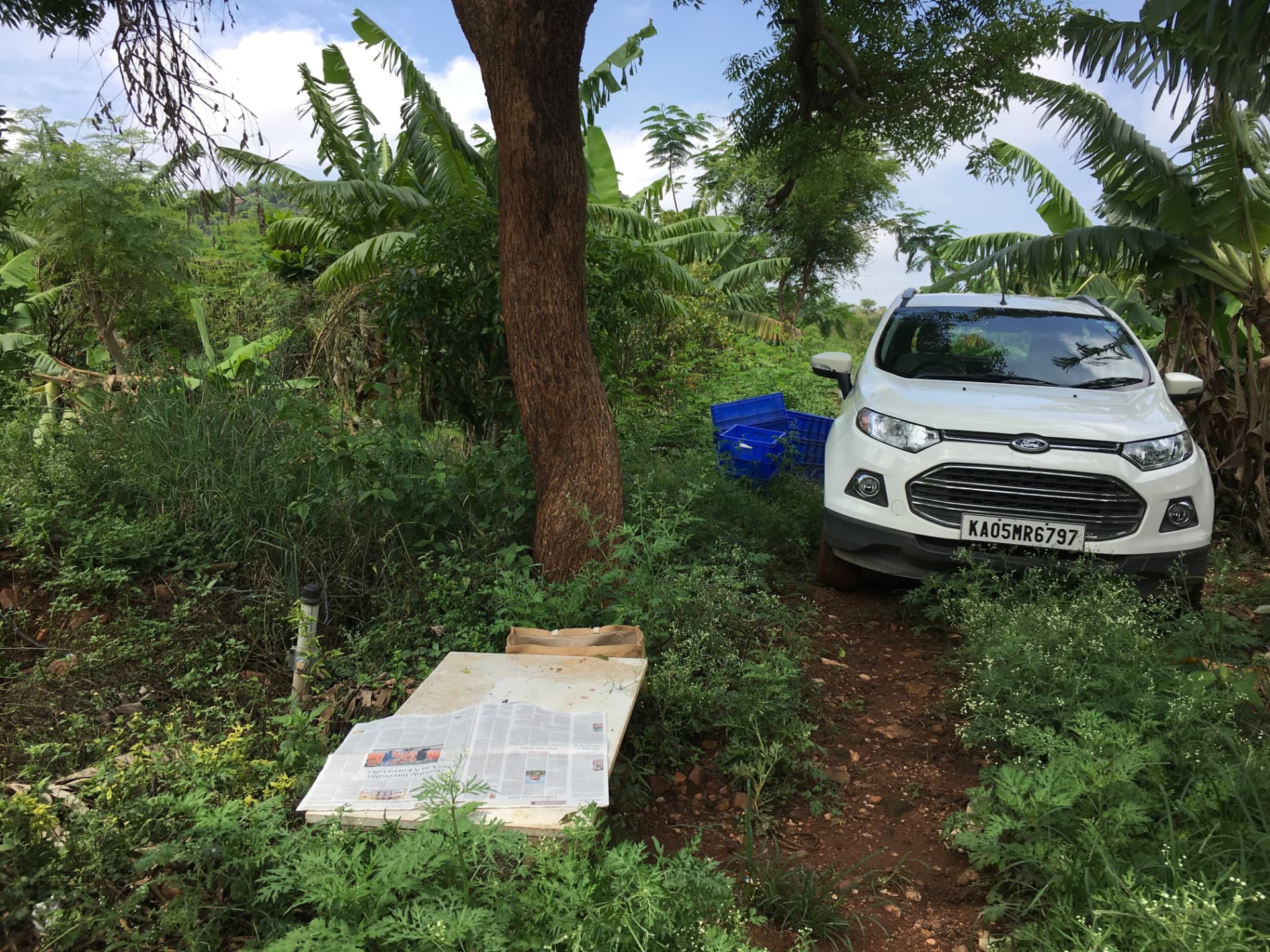 Car and stacked blue crates parked under a tree on the farm track