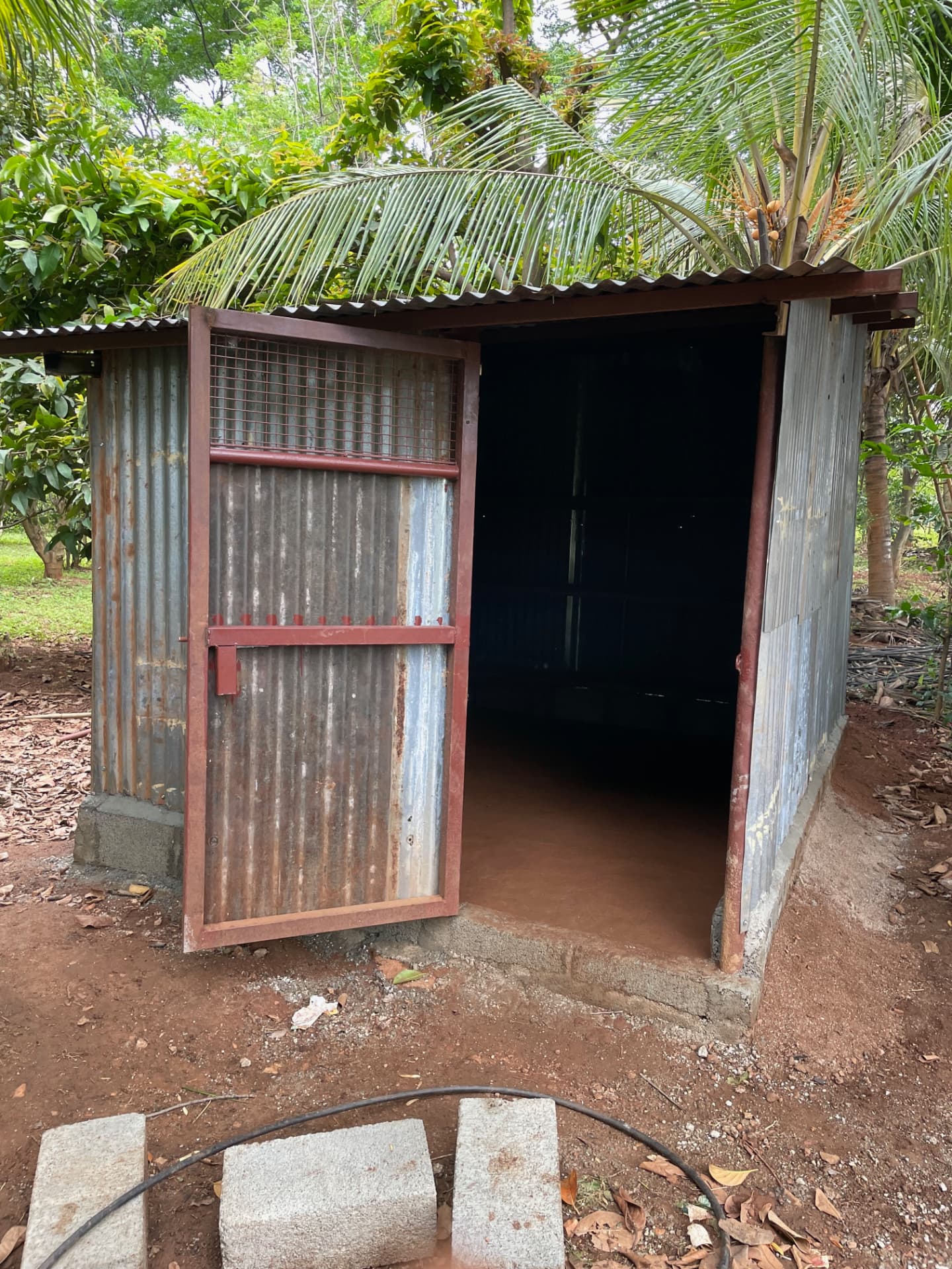 Tin chicken coop shaded by coconut palms and fruit trees