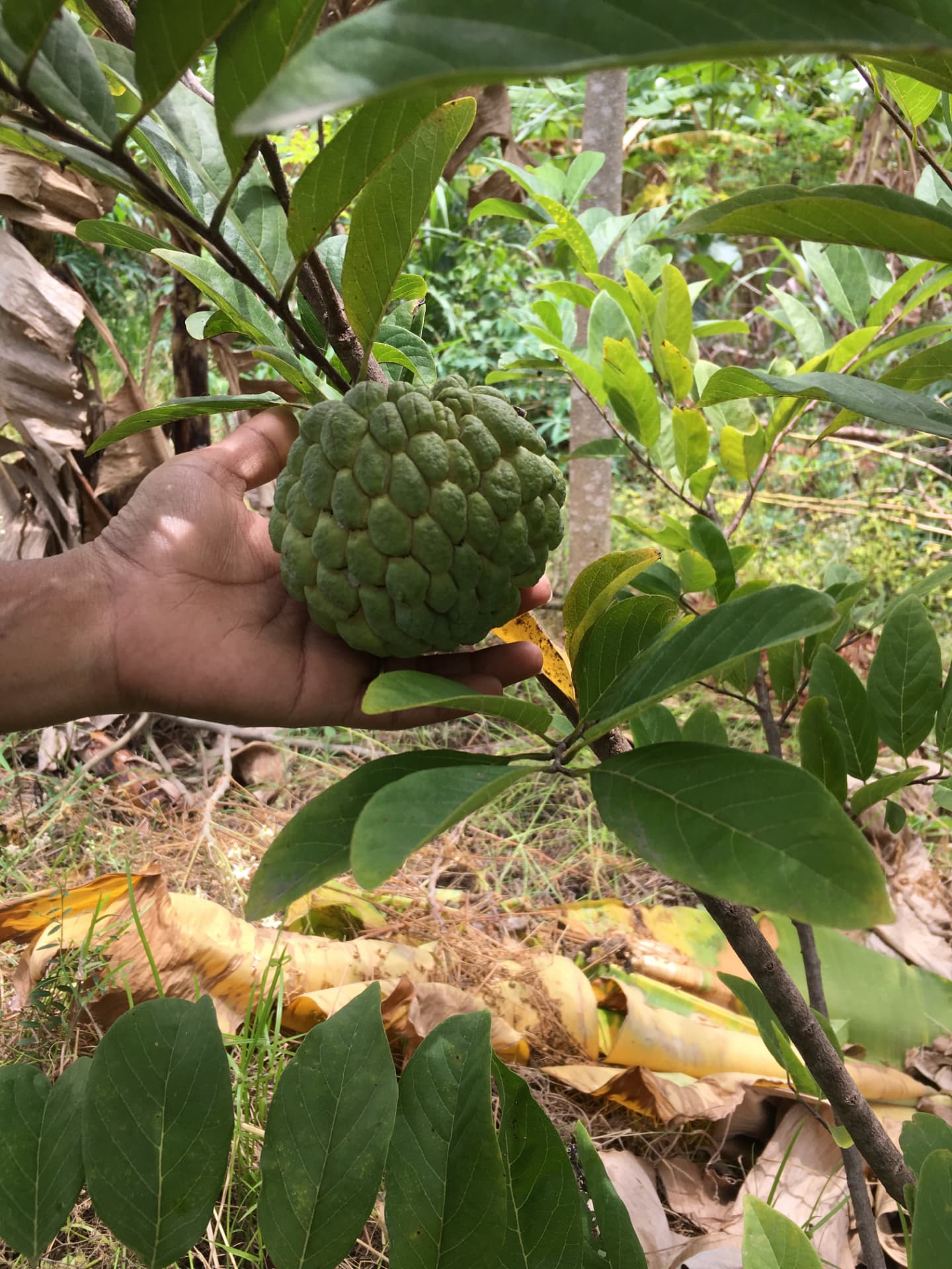 Custard apple ripening on a young tree
