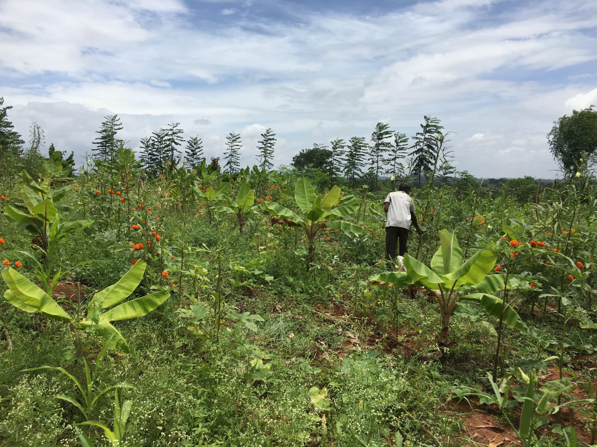 Banana plants and marigolds growing together with a worker walking through
