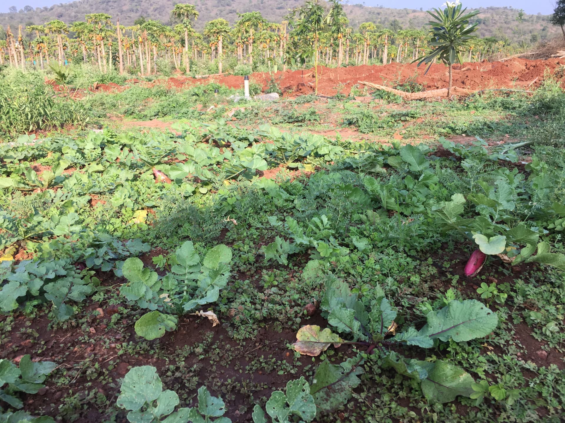 Radish, greens and vegetable beds growing between young trees