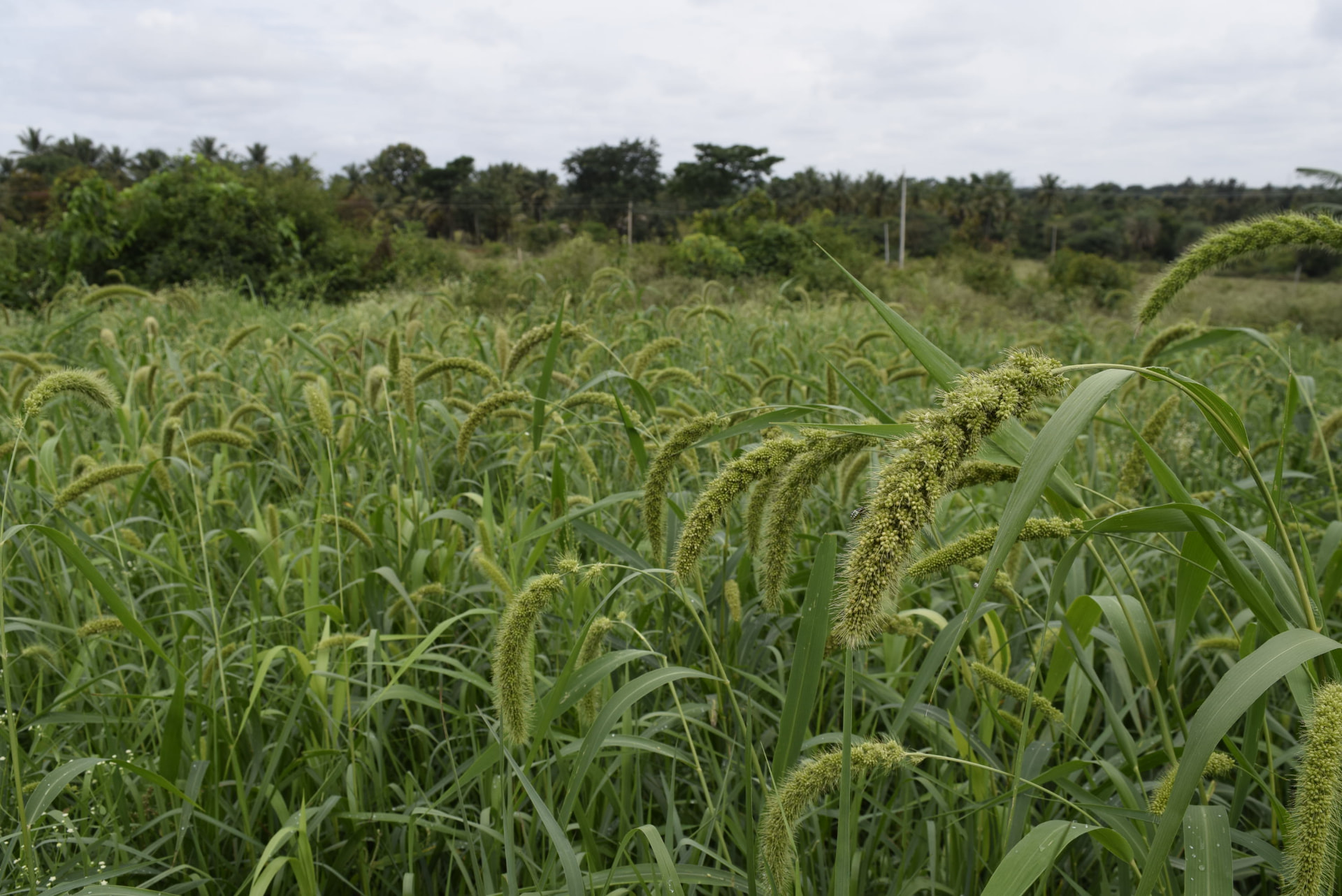 Foxtail millet heads ripening in a dense green field