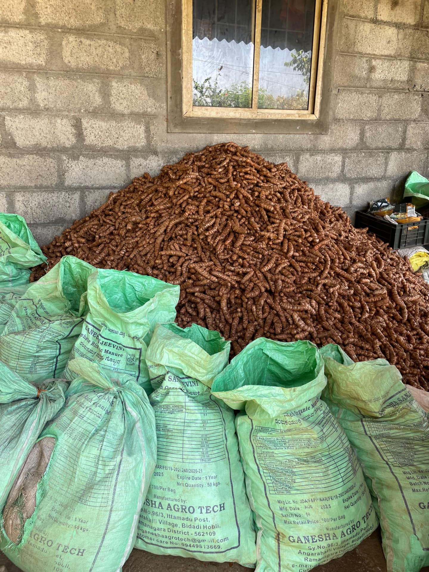 A large heap of harvested turmeric rhizomes beside sacks of organic manure