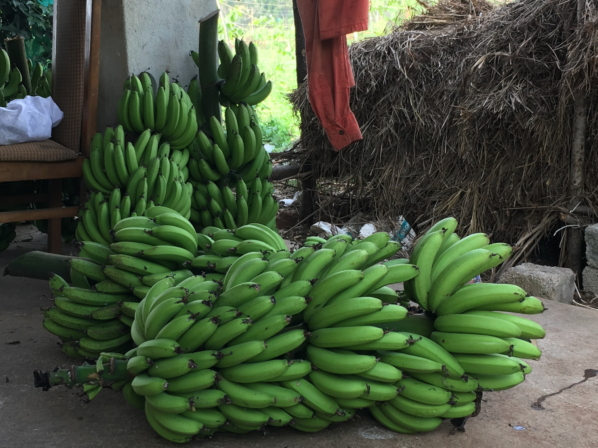 Large bunches of harvested green bananas stacked beside the farm shed