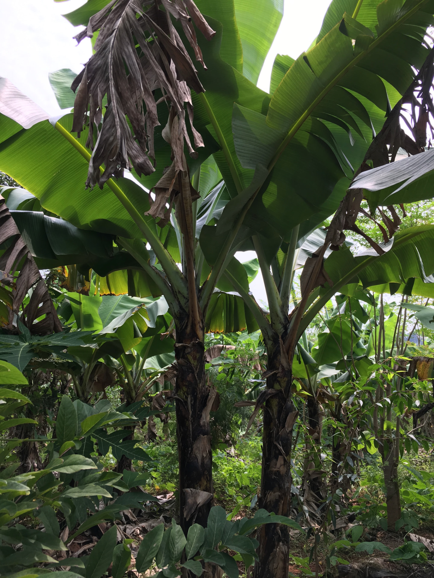 Tall banana clump with broad green leaves and undergrowth below