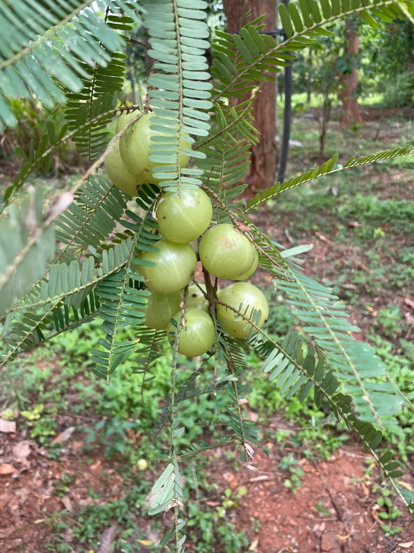 Cluster of green amla (Indian gooseberry) fruit on a leafy branch