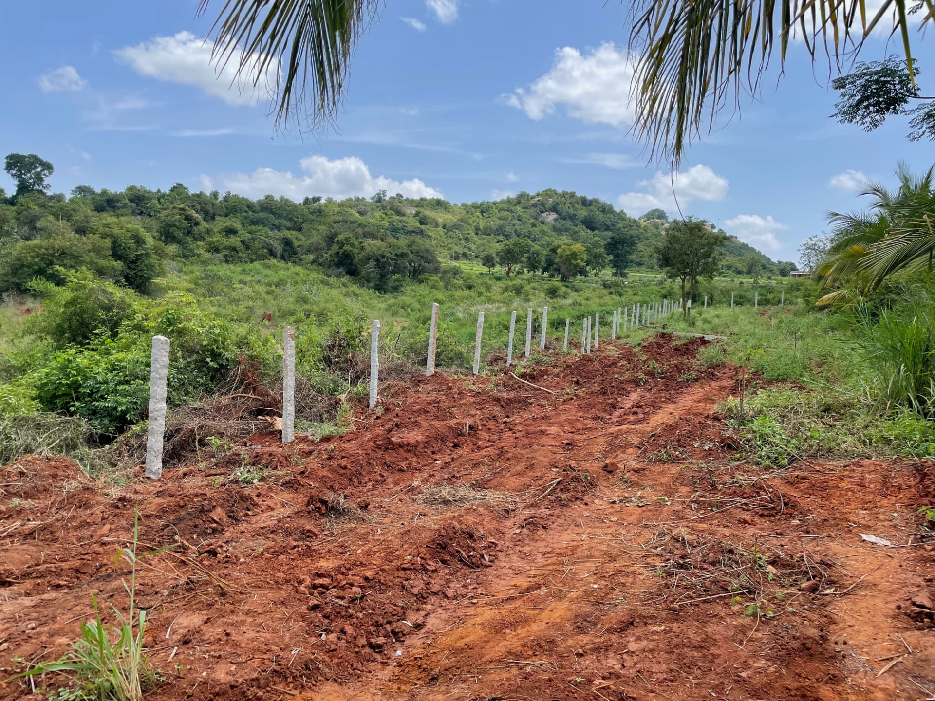 Line of new granite fence posts set along the cleared farm boundary
