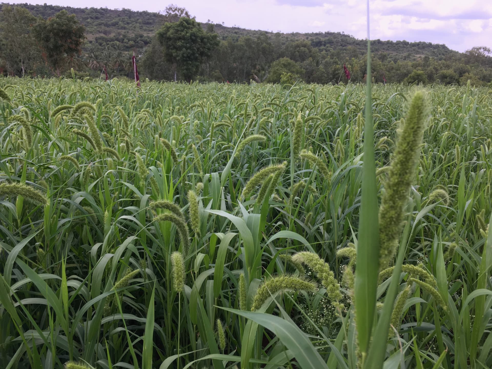 Wide field of foxtail millet in grain with the hill behind