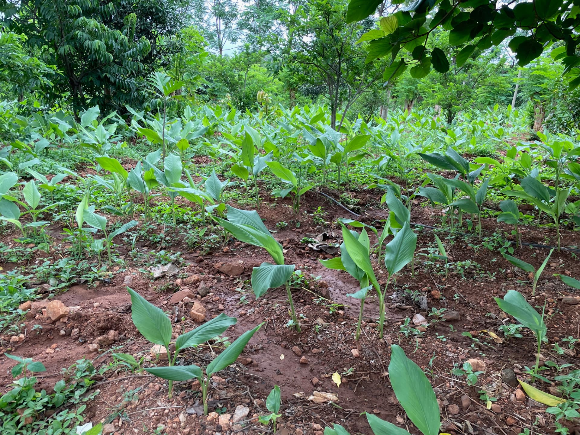 Rows of young turmeric plants growing in red soil between fruit trees