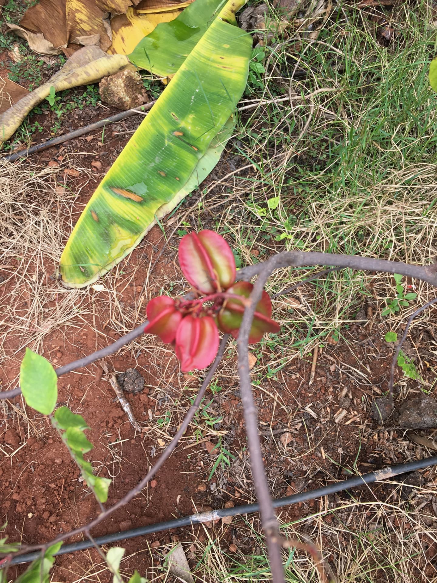 Young star fruit tree carrying its first small fruit