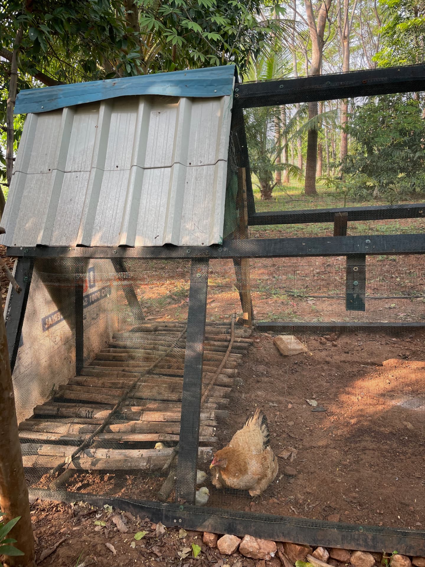 Tin roofed chicken coop with mesh run and a hen scratching in the soil