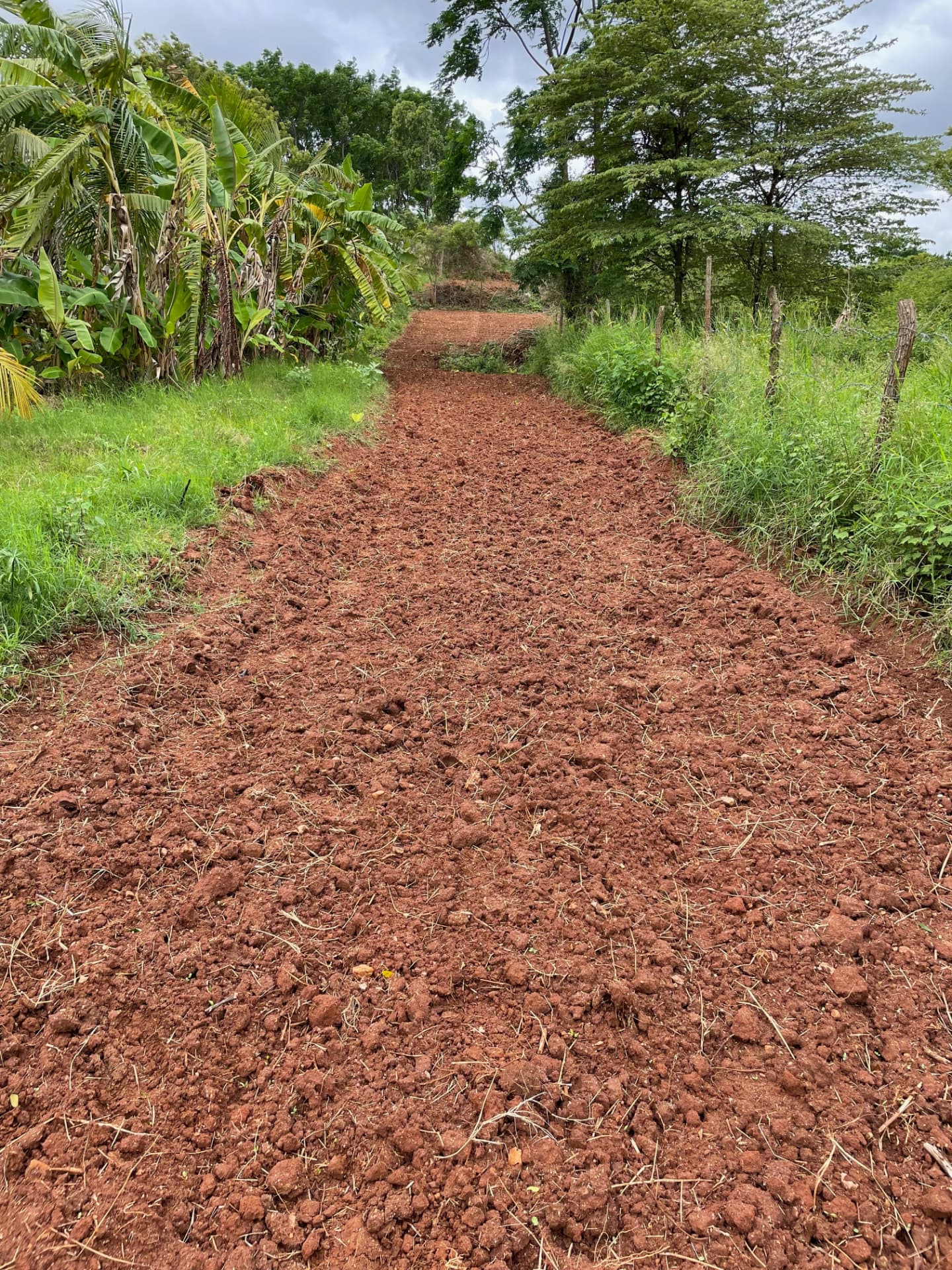 Freshly cut red earth road running up through the farm