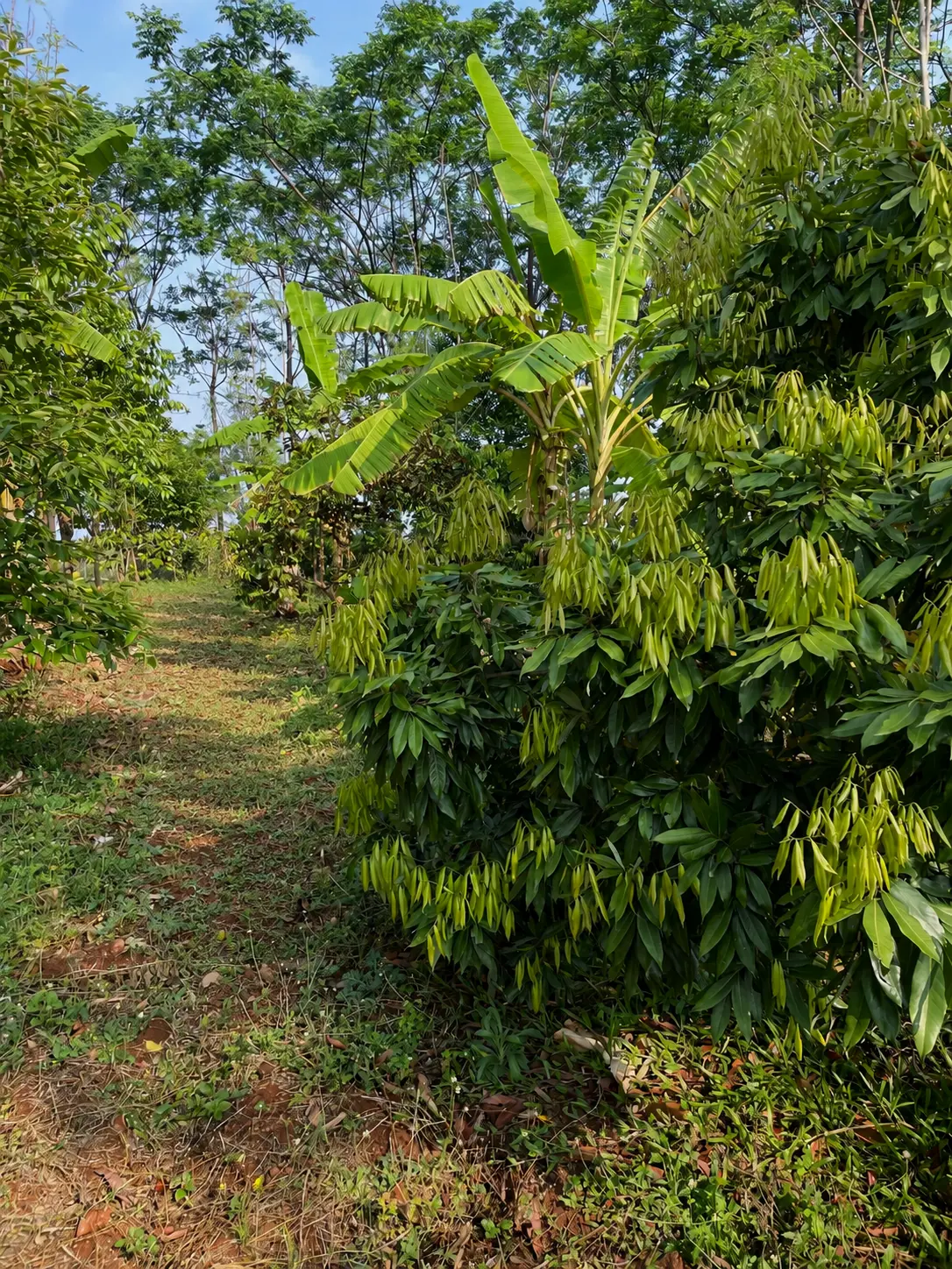 Young litchi tree with flushing leaves beside a grass path on the farm