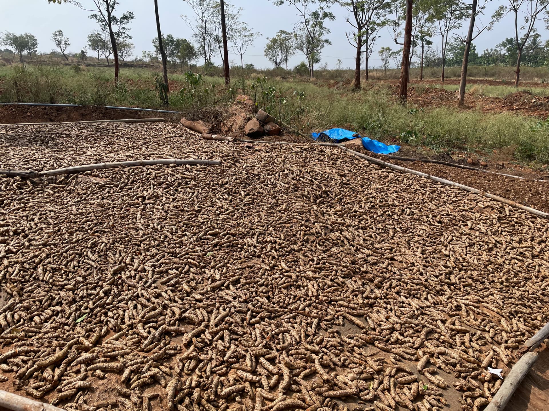 A large spread of harvested turmeric rhizomes drying in the sun