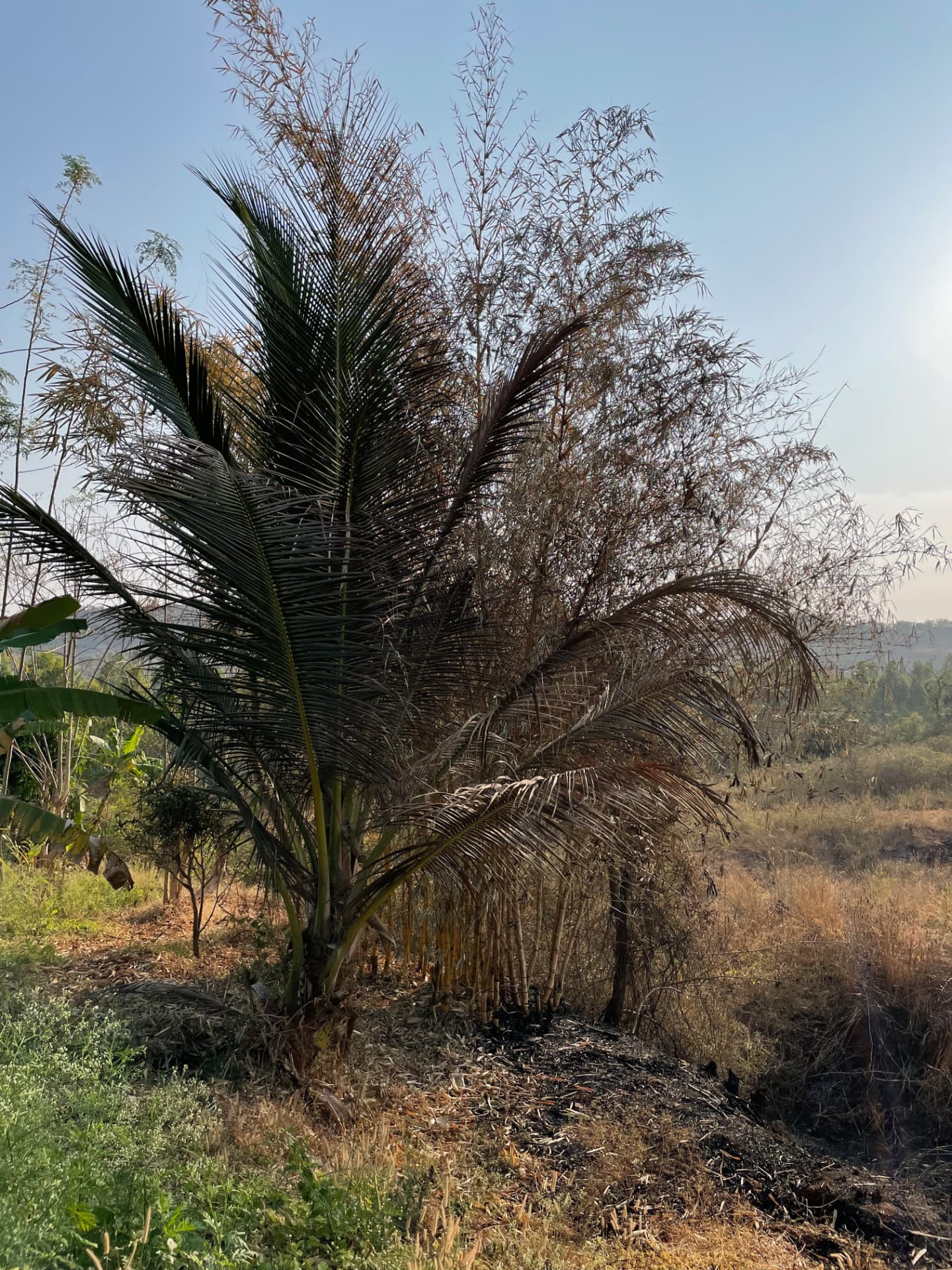 Coconut palm with scorched fronds beside burnt ground and bamboo