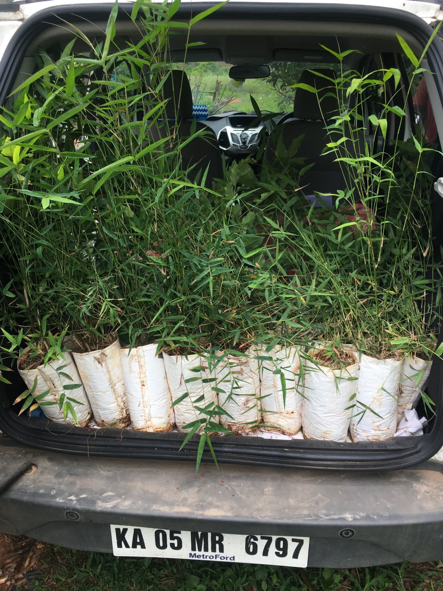 Car boot loaded with bamboo saplings in white nursery bags