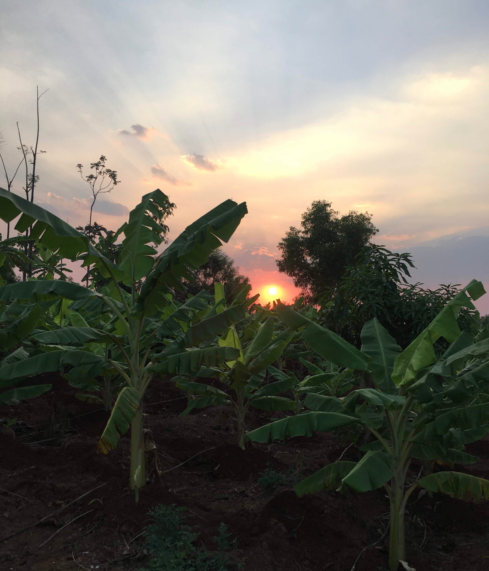 Sun setting behind trees over a field of young banana plants