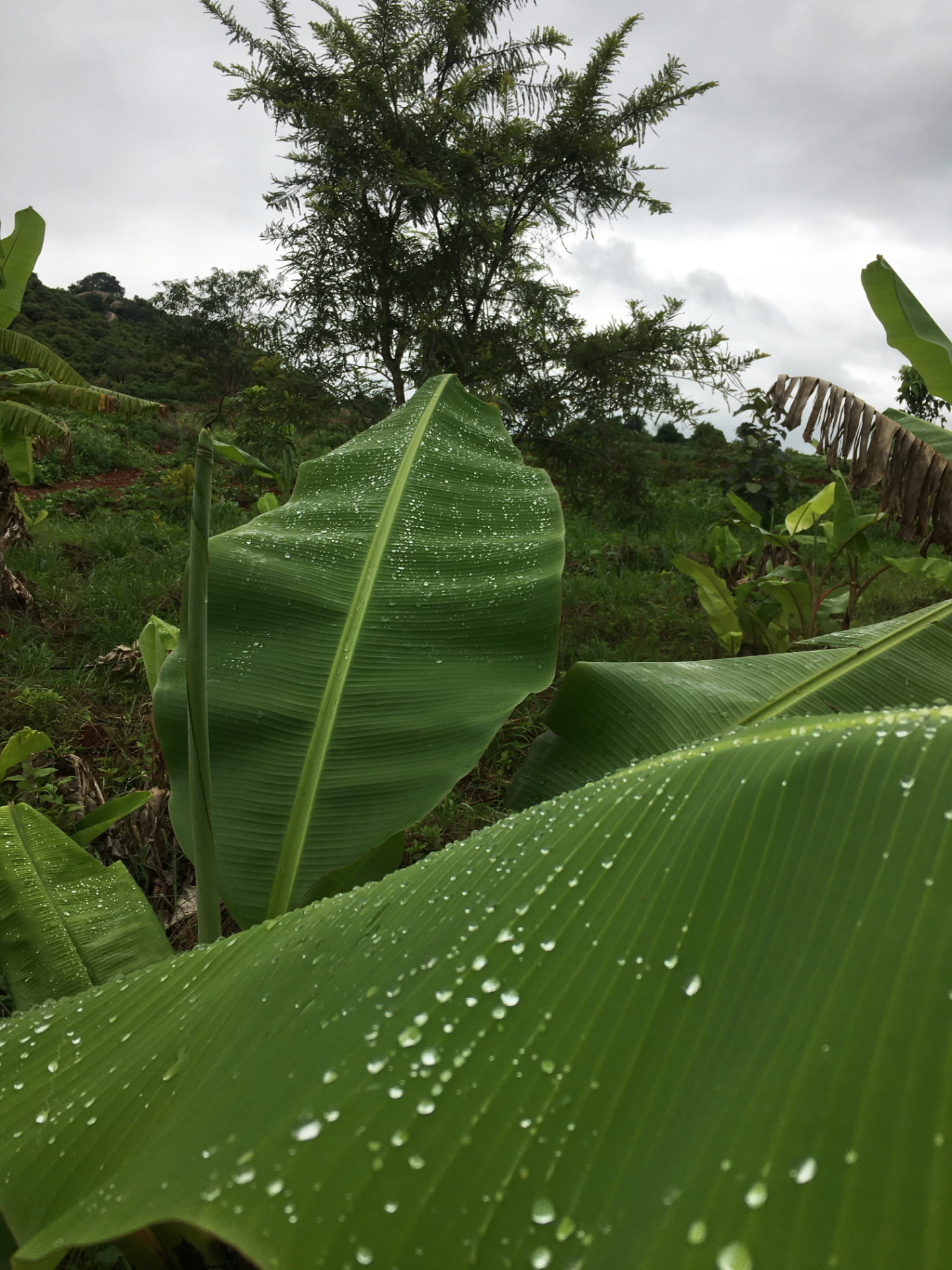 Rain drops resting on broad banana leaves with a young tree and hill behind