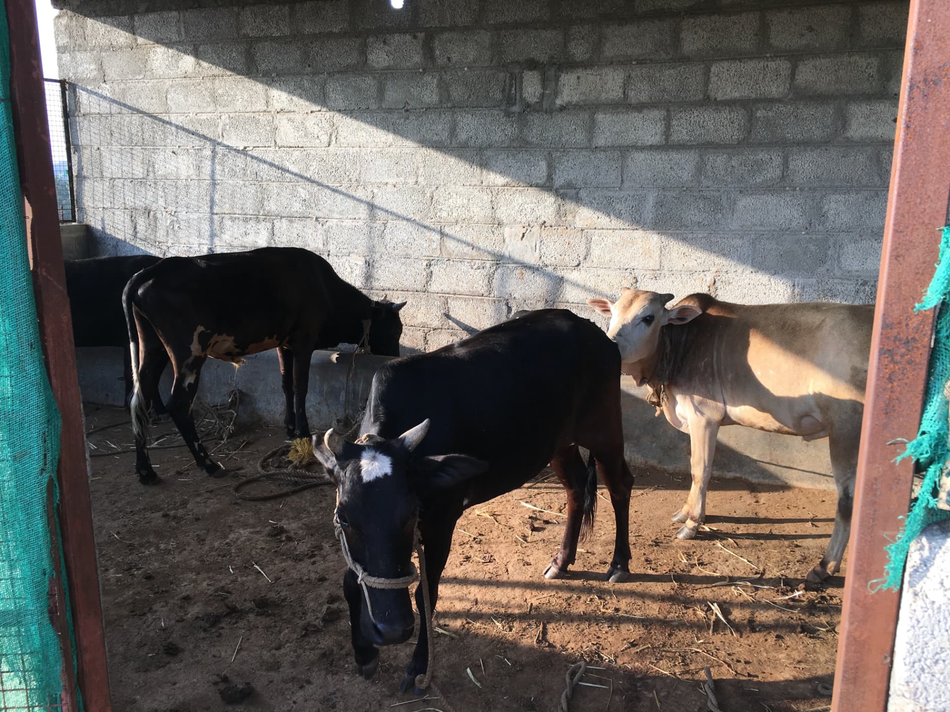 Cows and a calf standing in the farm's block-walled cattle shed