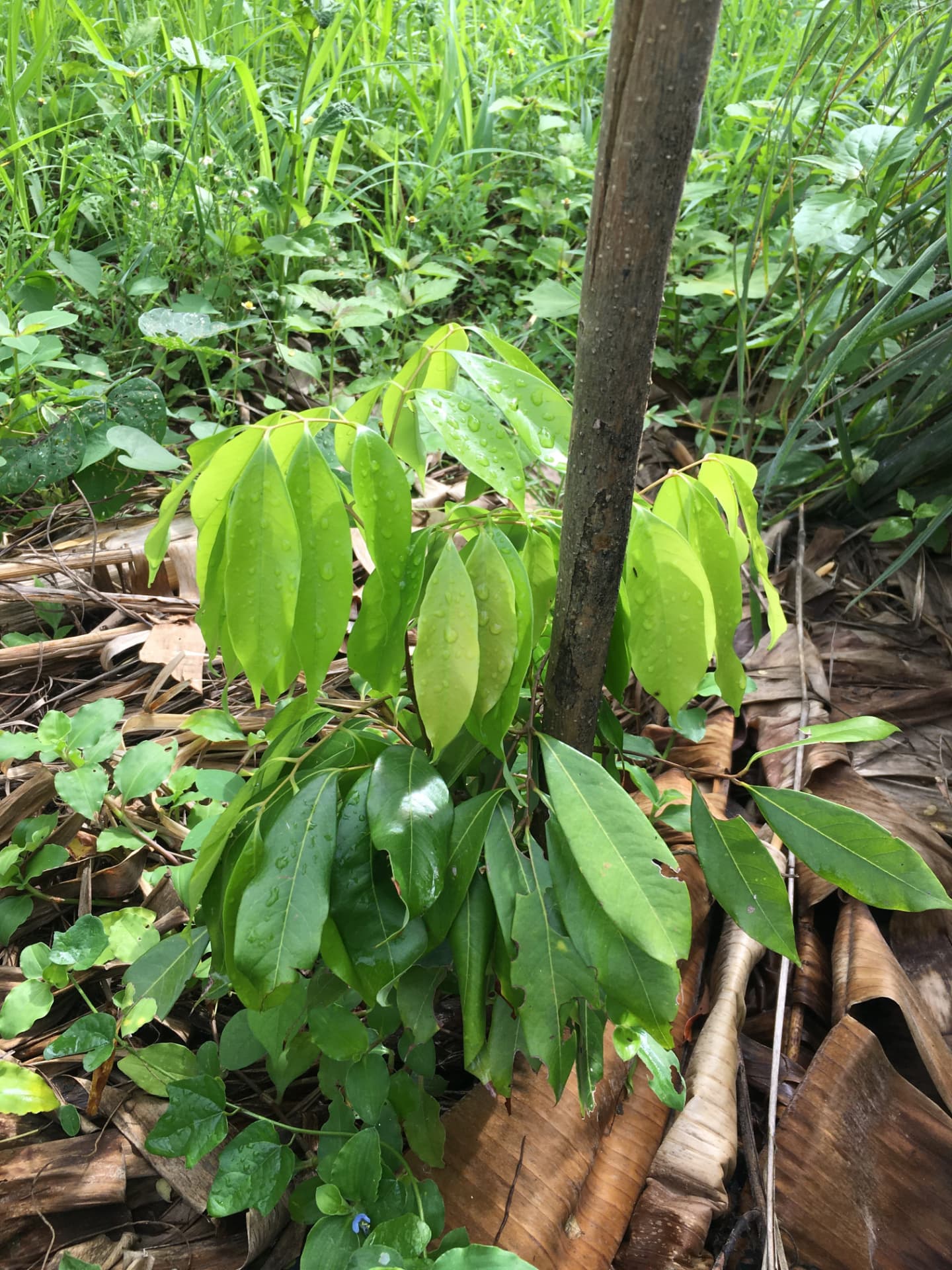 Young cinnamon sapling with rain drops on its leaves, mulched with dry banana leaves